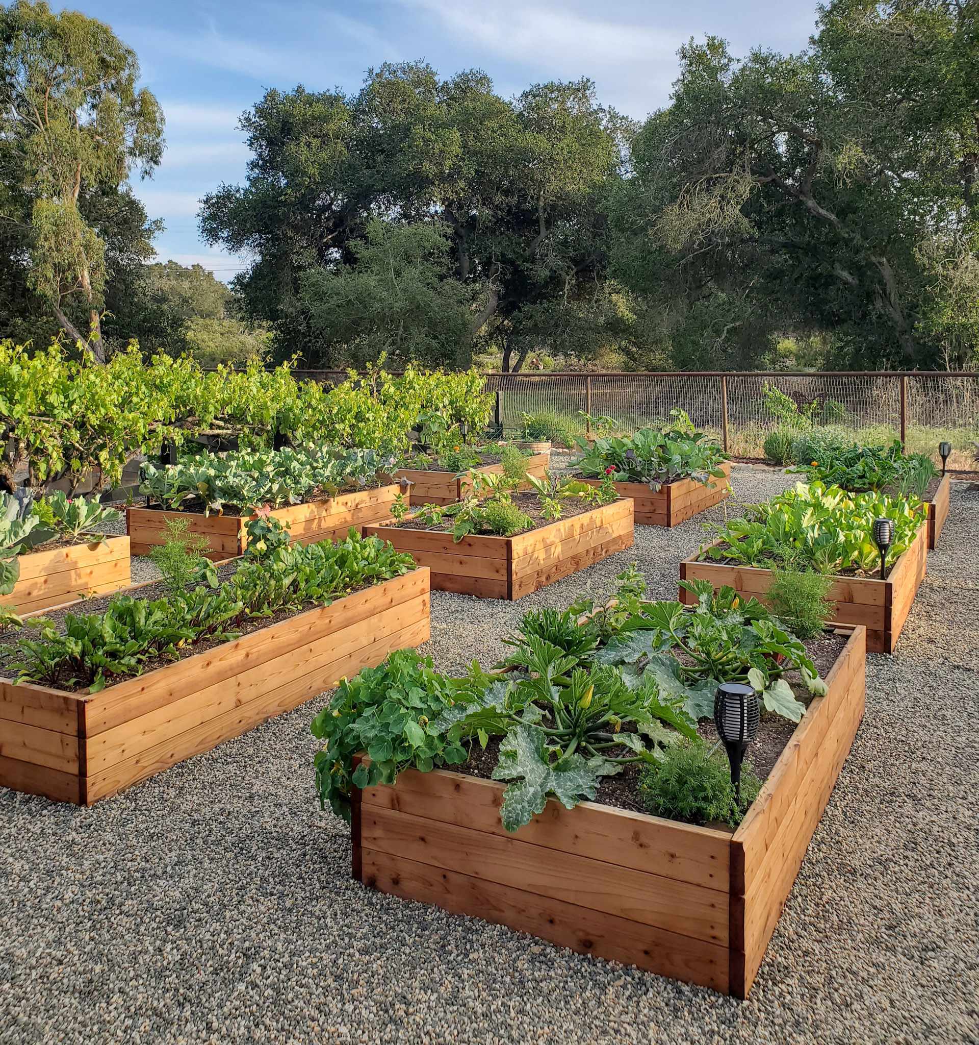 A Gardener's Guide Building Your Perfect Raised Bed Harvick Farms