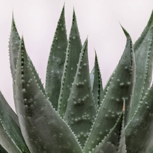 Succulent Haworthia Savanna - 4" Pot