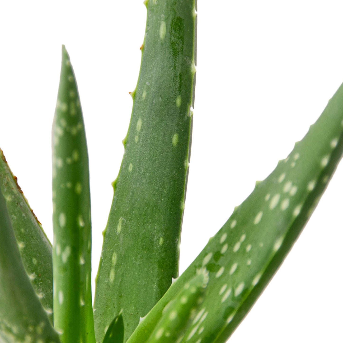 SUCCULENT ALOE VERA 4-inch