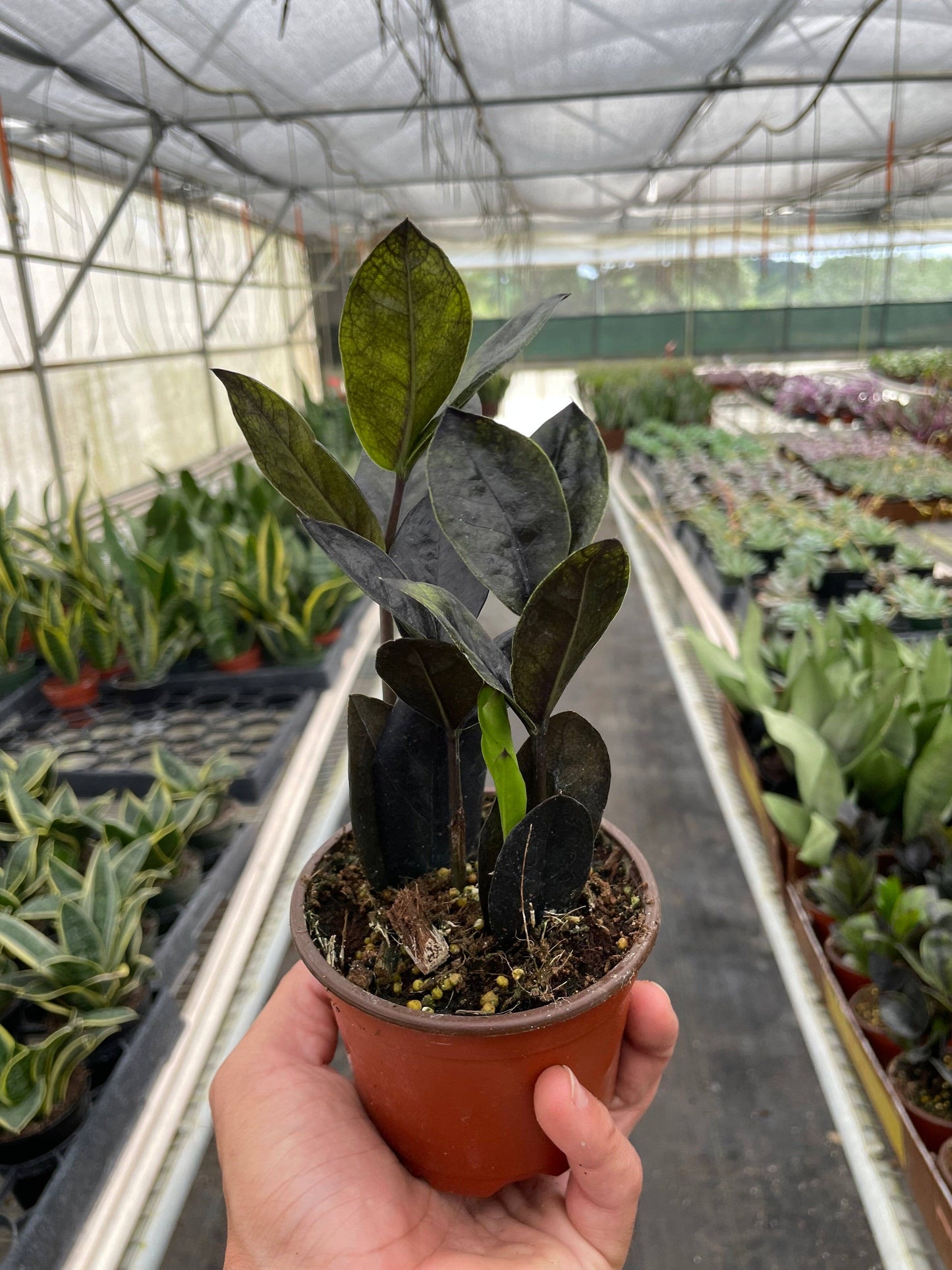 Zamioculcas zamiifolia 'Black Queen' - 4" Pot
