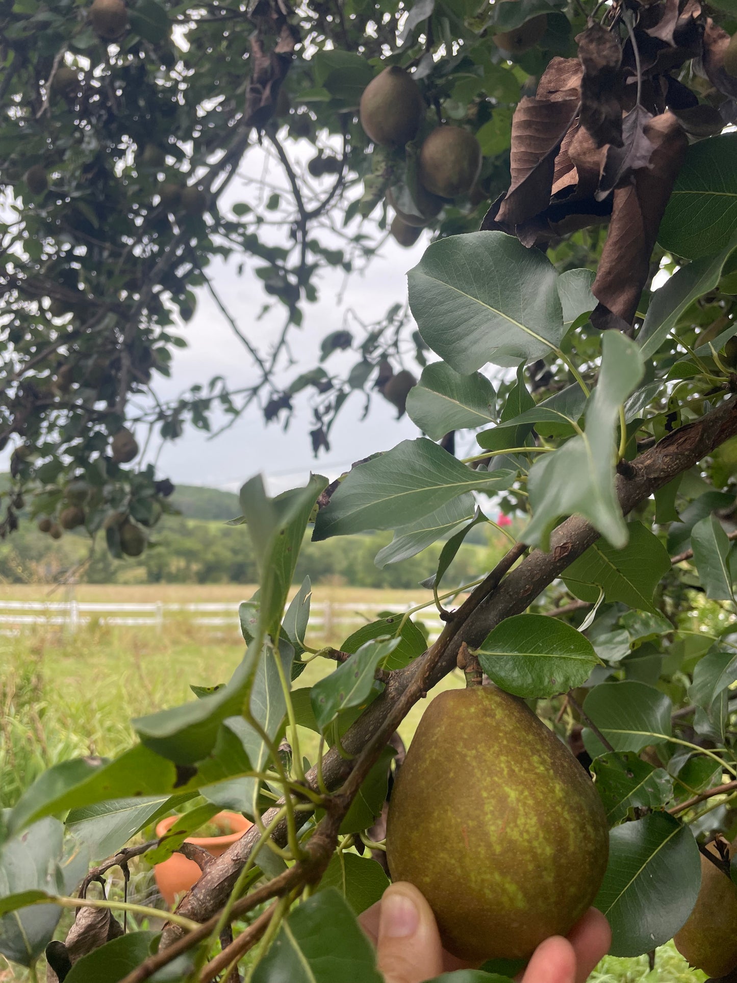 Pears - Harvick Farms
