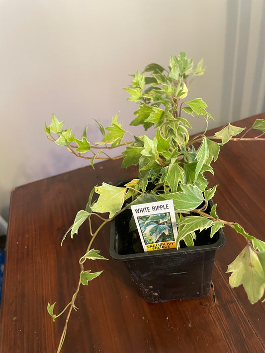 English Ivy Gold Child