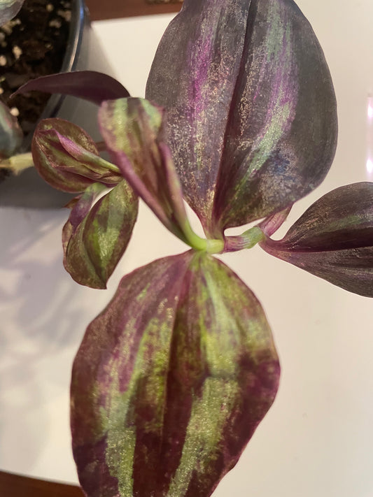 Tradescantia Zebrina (Wandering Dude)