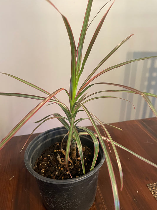Dracaena Colorama