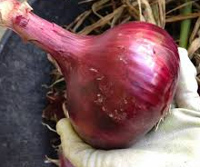 Onions - Harvick Farms