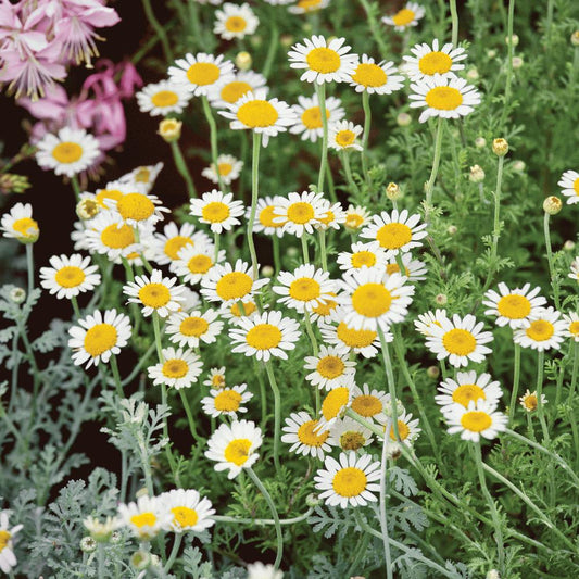 German Chamomile - Harvick Farms