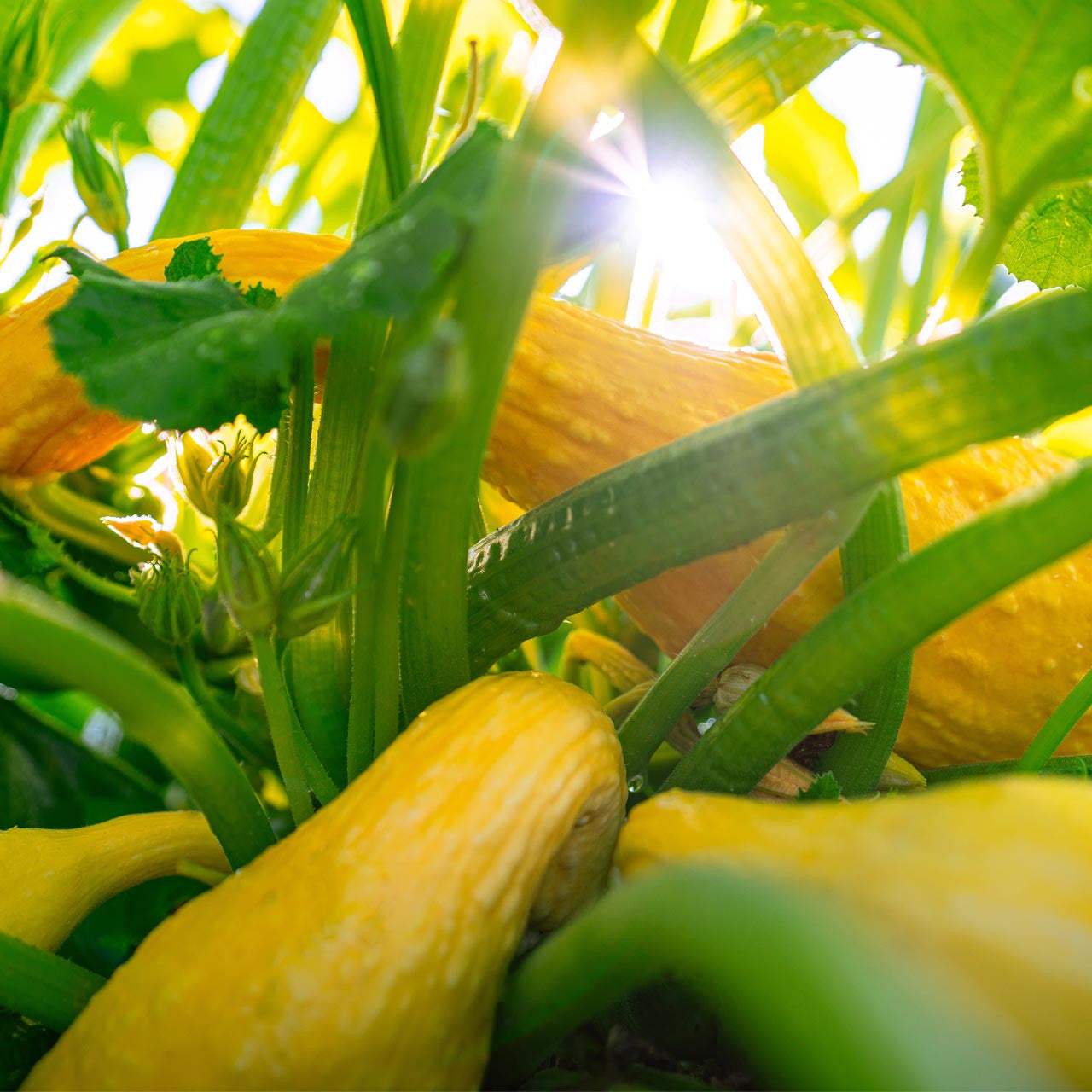Squash & Zucchini - Harvick Farms