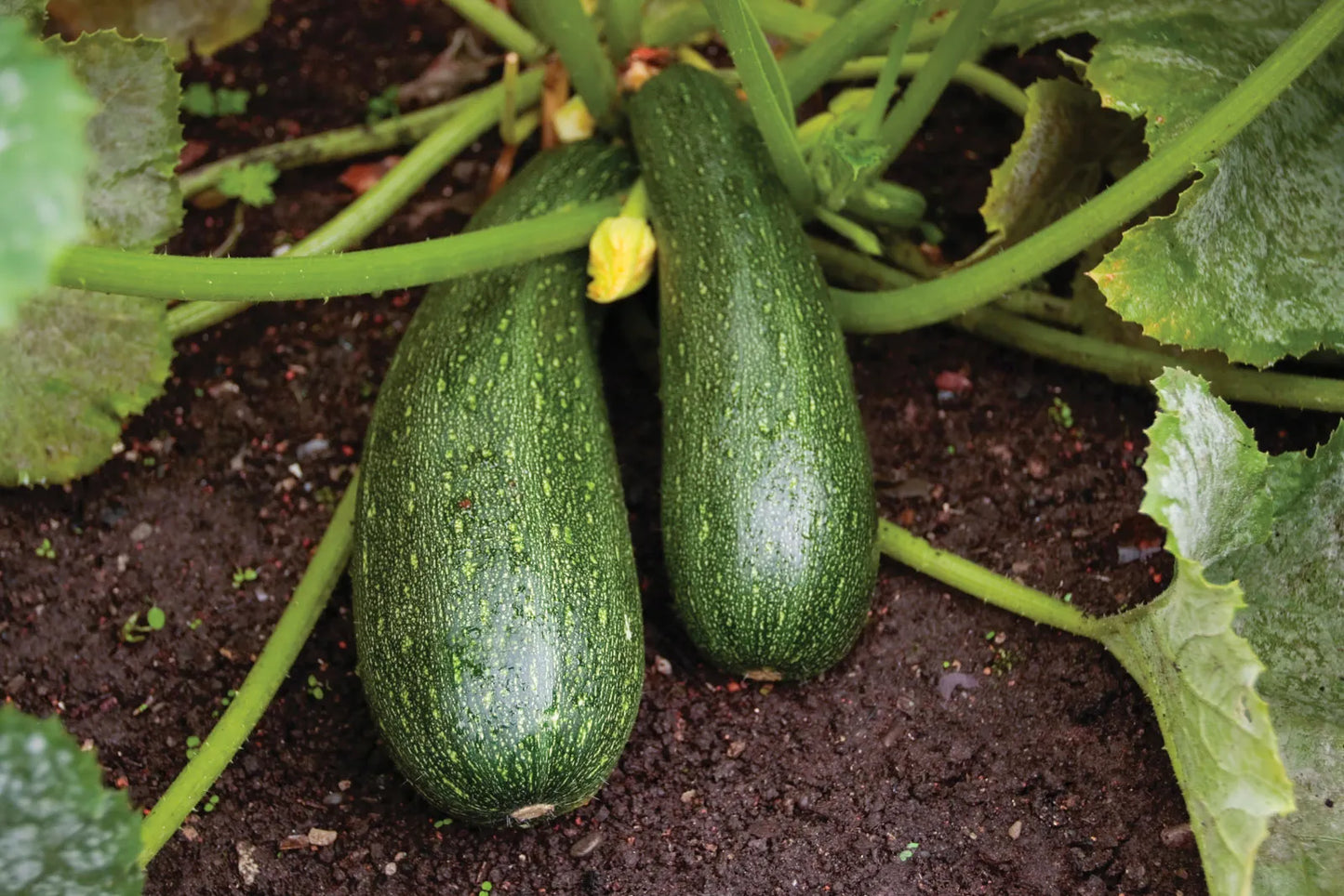 Squash & Zucchini