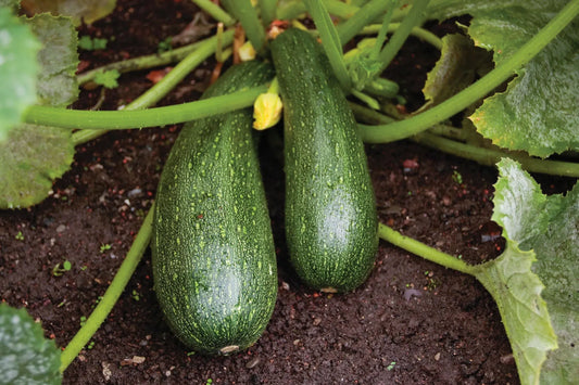 Squash & Zucchini - Harvick Farms
