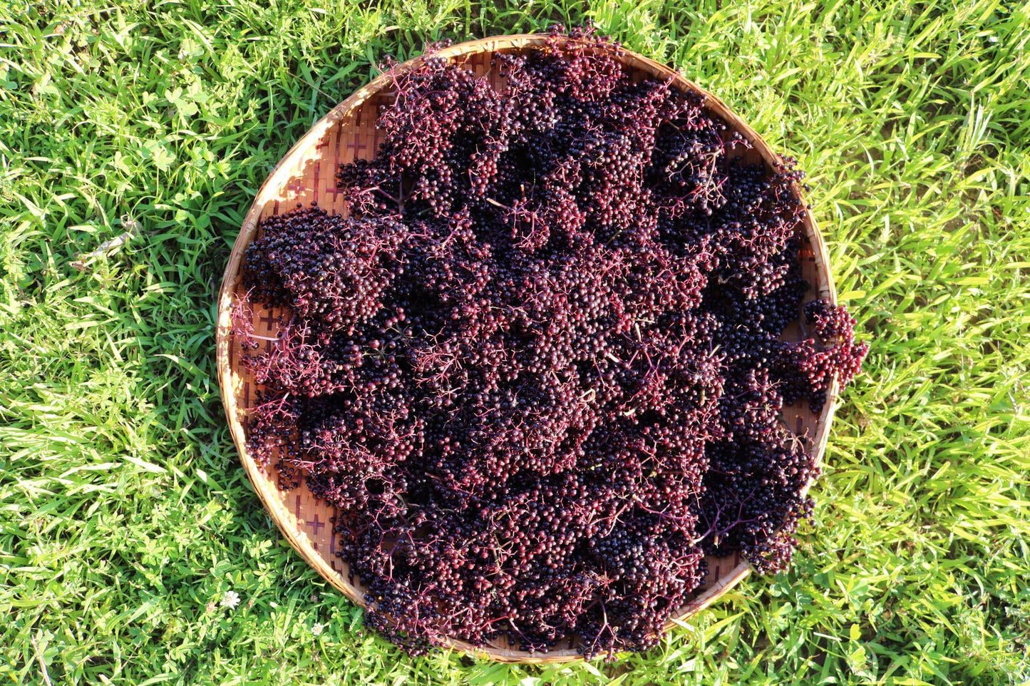 Elderberry Immune Shot With Aronia (1oz) Elder Farms