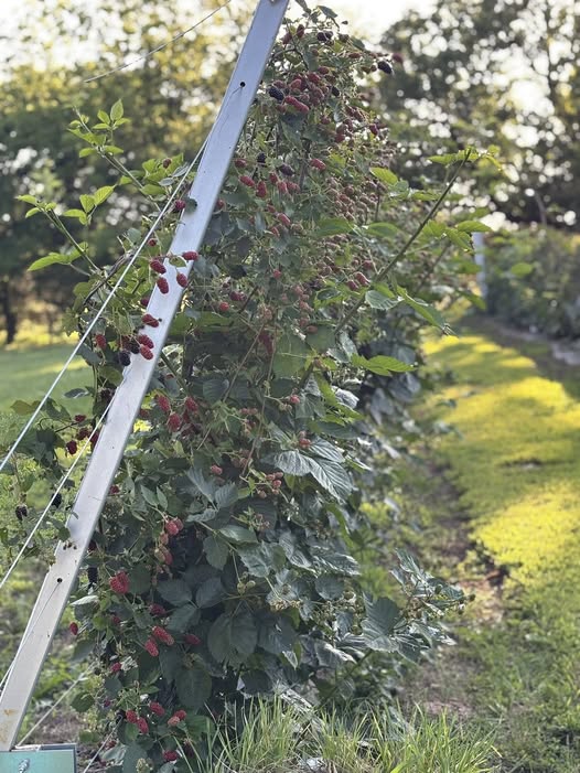 Blackberries - Harvick Farms