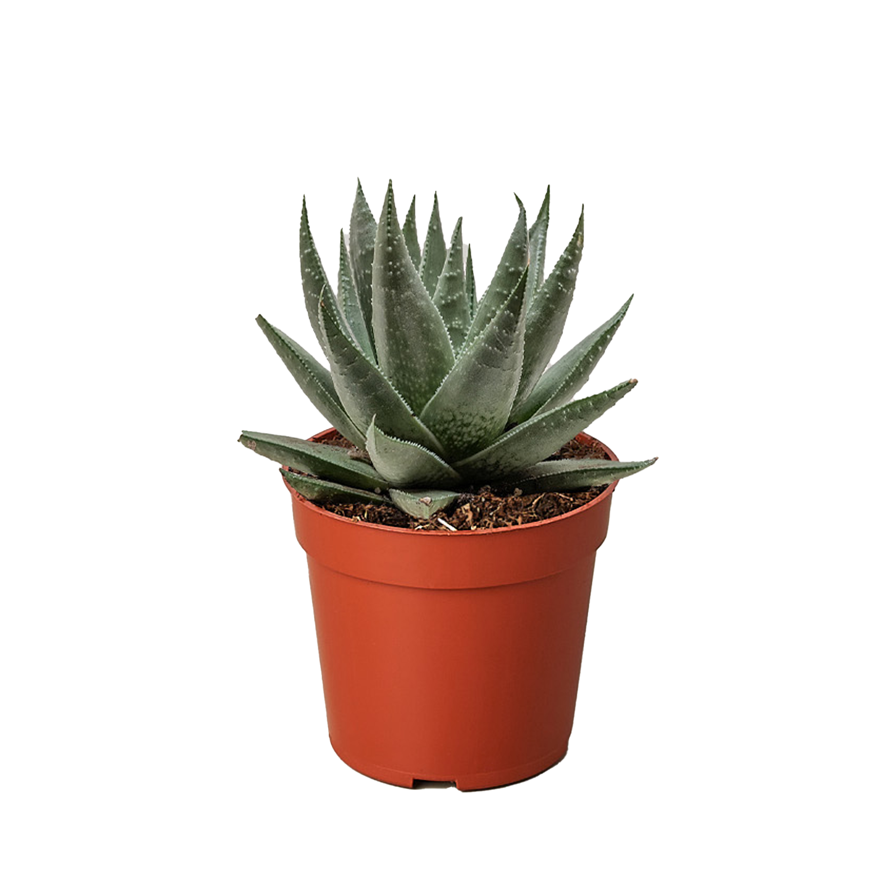 succulents haworthia Succulent Haworthia Savanna
