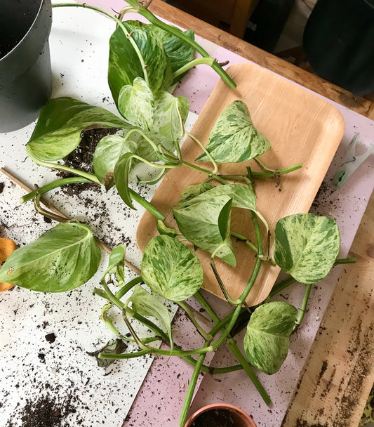 Pothos Cuttings (2)- Lush Green Vining Plant