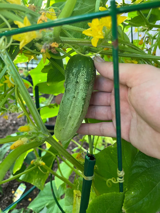 Cucumbers