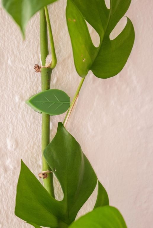 Plant Clips