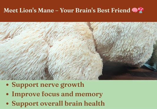 Mushroom lions mane Harvick Farms