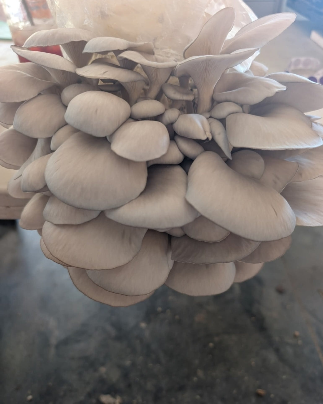 Umami Dust: Premium Oyster Mushroom Powder - 2oz Harvick Farms
