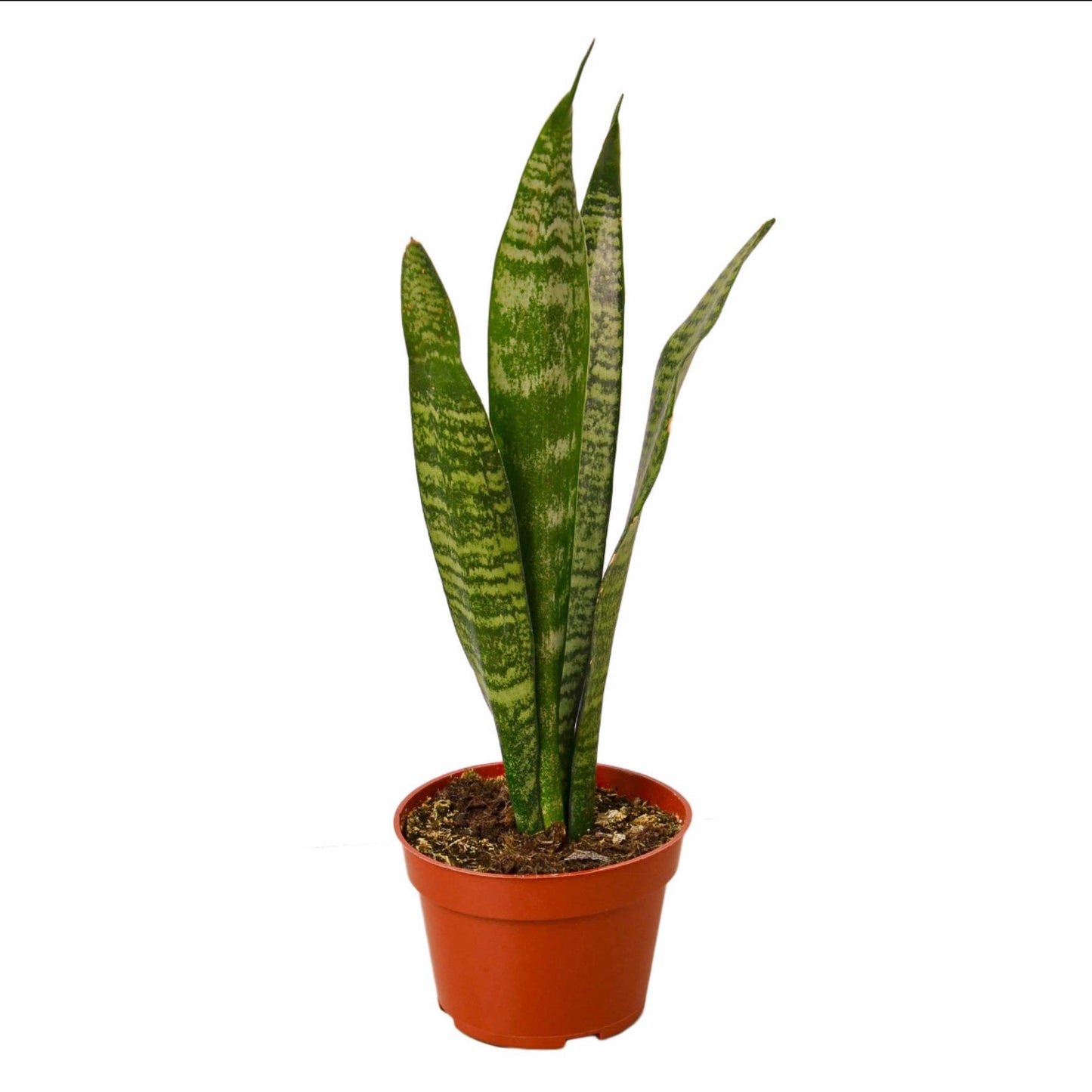 Sansevieria - Zeylanica