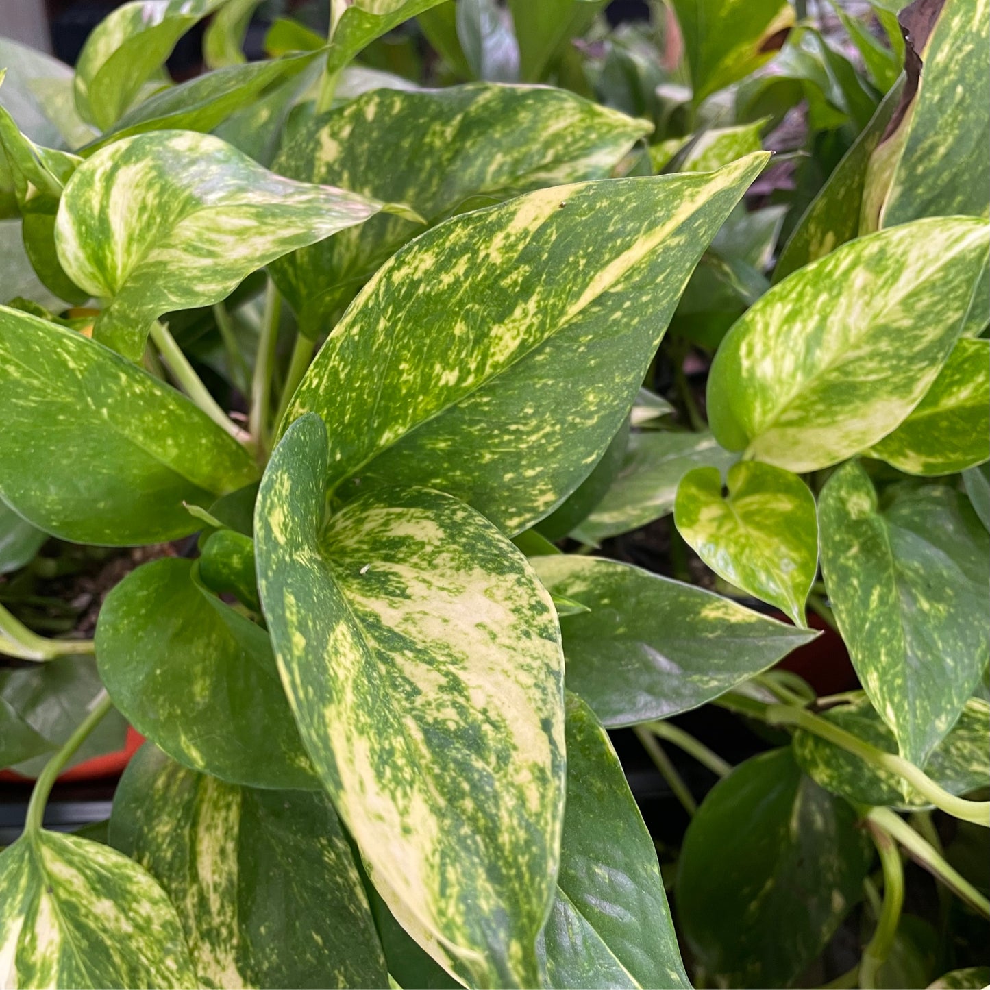Marble Queen Pothos