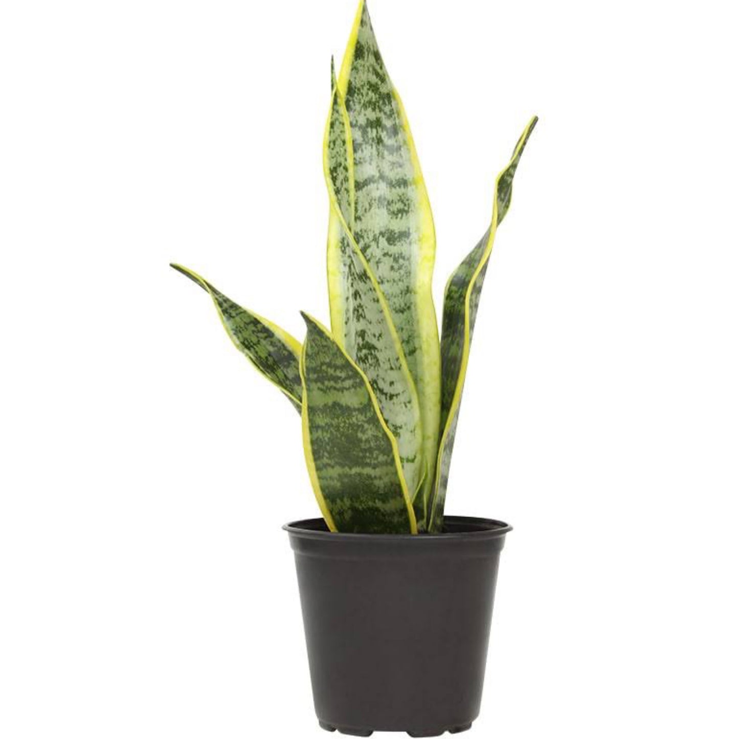 Sansevieria - Laurentii (Snake Plant) - Harvick Farms