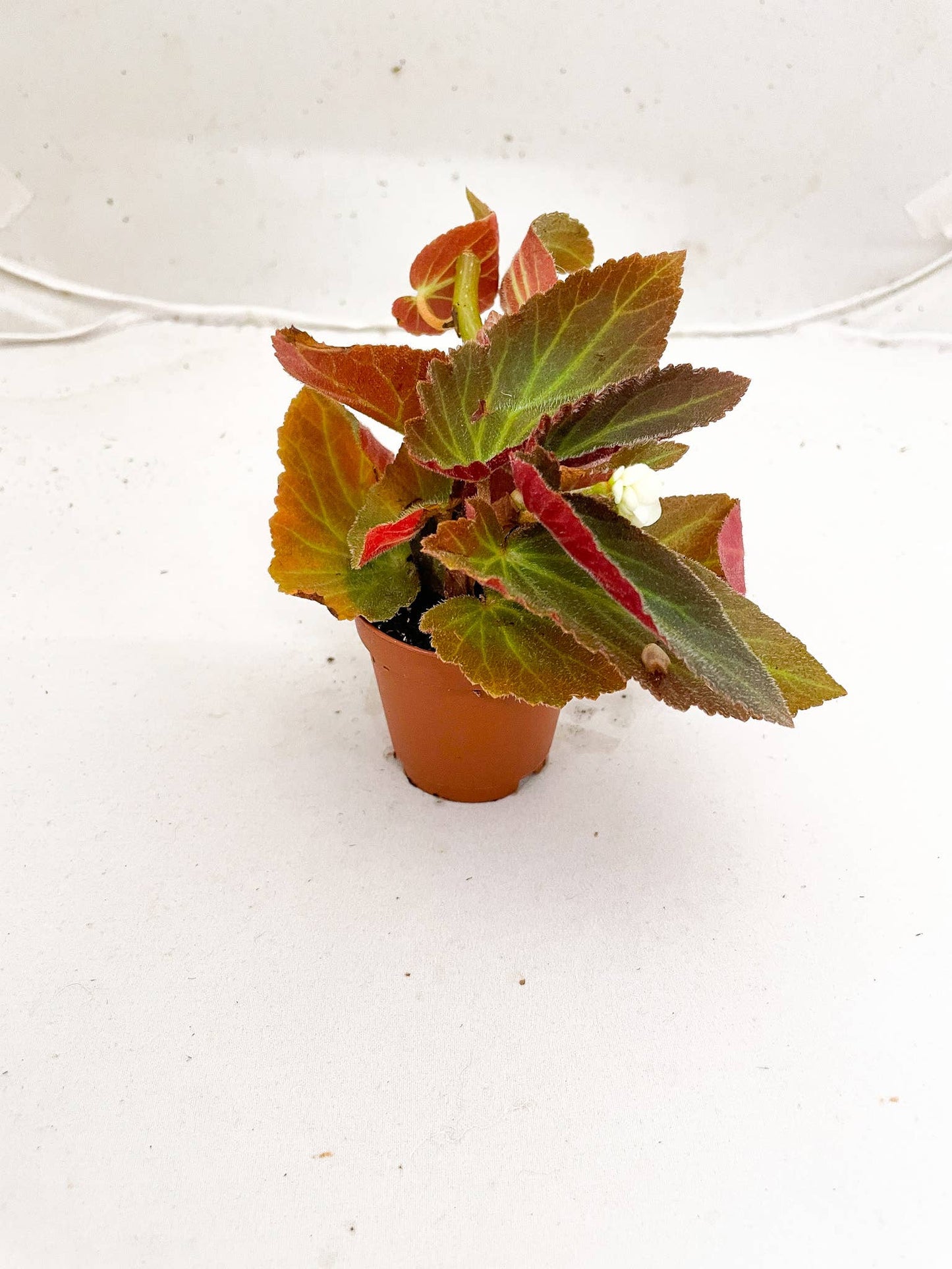 Angel Wing Begonia (Brazilian Lady)