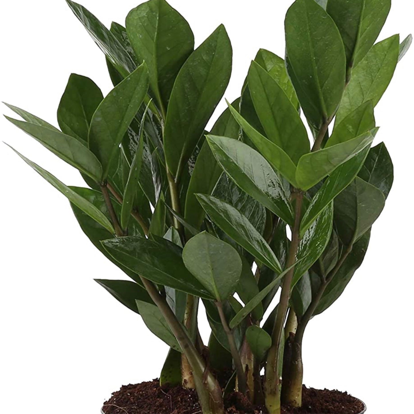 Zamioculcus (ZZ Plant) - Harvick Farms