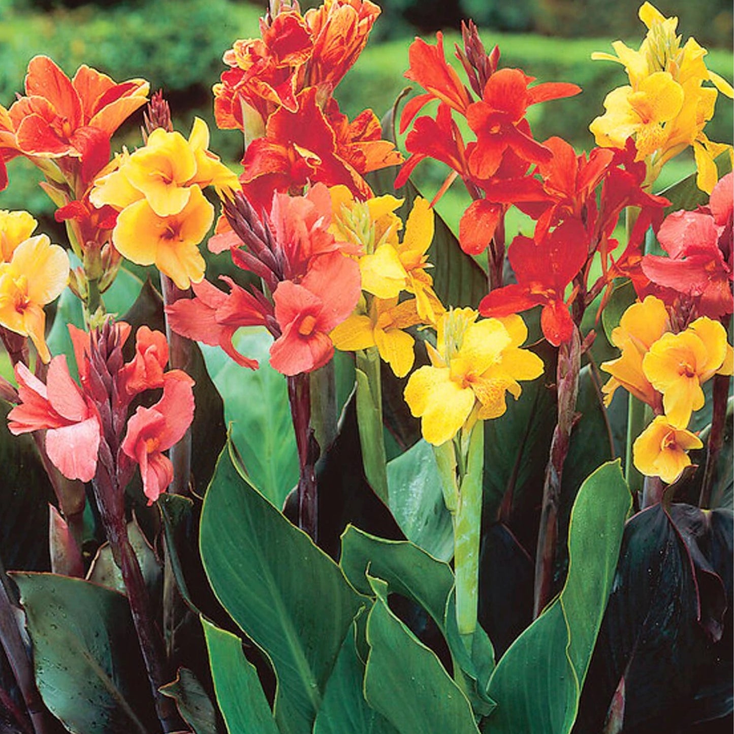 Canna Lily - Cannova Variety - Harvick Farms