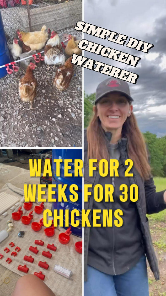 DIY 50-Gallon Drum Chicken Waterer – Easy & Saves Time Harvick Farms