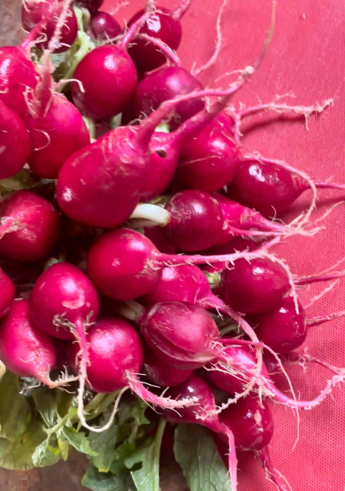 Cooking Fresh Radishes: A Delicious Twist Harvick Farms