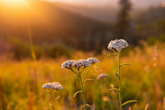 Growing, Harvesting, and Using Yarrow: Nature's First Aid Herb Harvick Farms