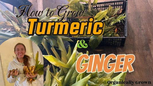 Growing Ginger and Turmeric: A Backyard Guide for Southwest Missouri