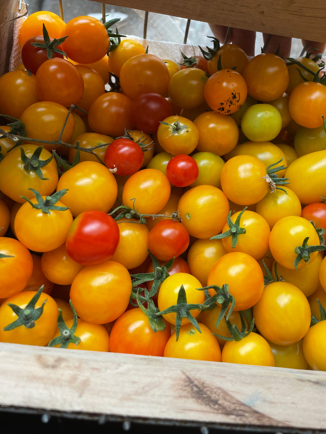 tomato | Harvick Farms