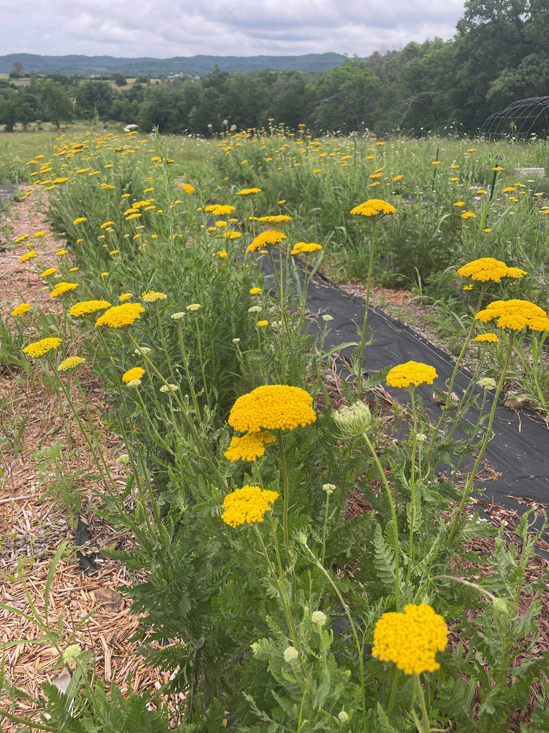 How to Collect and Save Yarrow Seeds