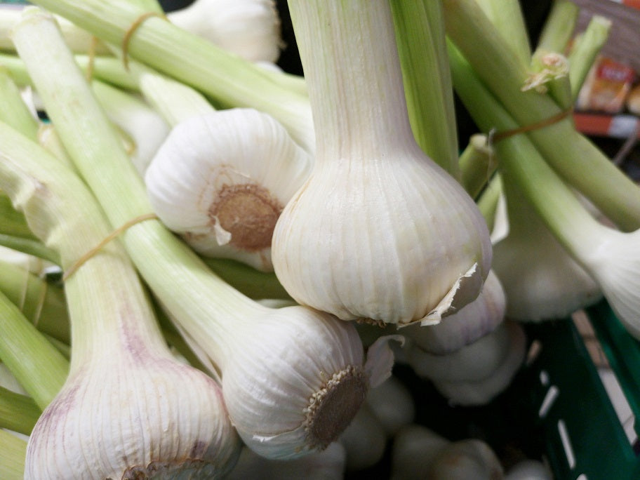 How to Grow Your Own Garlic: A Step-by-Step Guide Harvick Farms