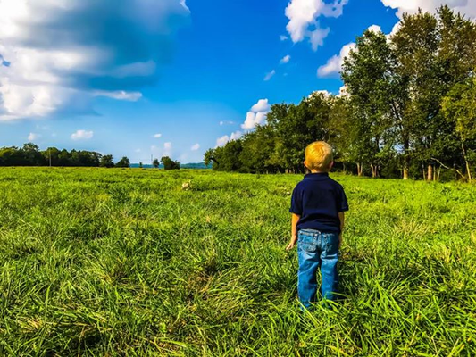 5 Ways to Boost Biodiversity in Your Landscape