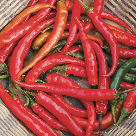From Garden to Gift: Turning Cayenne Peppers Into Value-Added Products