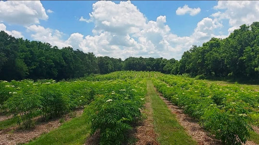 Missouri Grower’s Guide to Elderberry: Best Varieties, Growing Tips, and Why Local Matters Harvick Farms