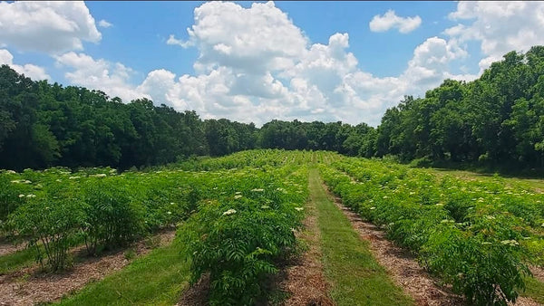 Missouri Grower’s Guide to Elderberry: Best Varieties, Growing Tips, and Why Local Matters Harvick Farms