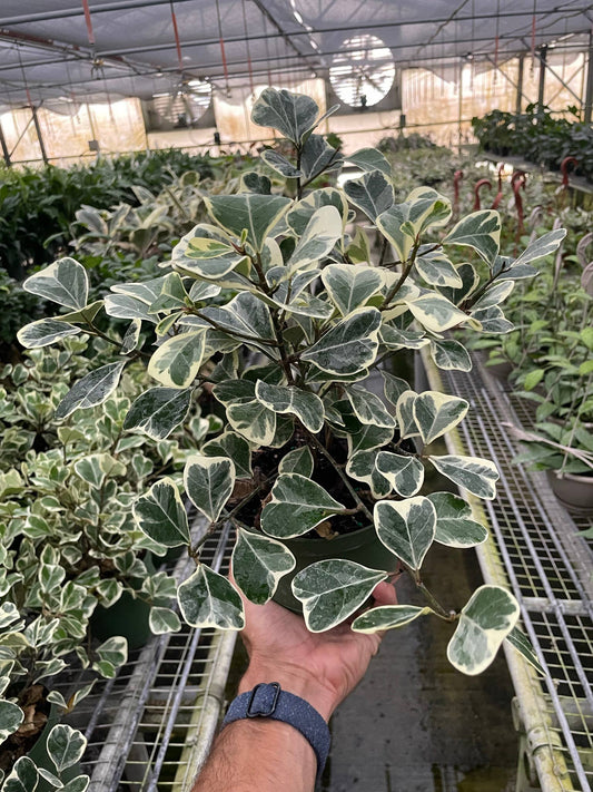 Ficus 'Triangularis Variegated' - 6" Pot