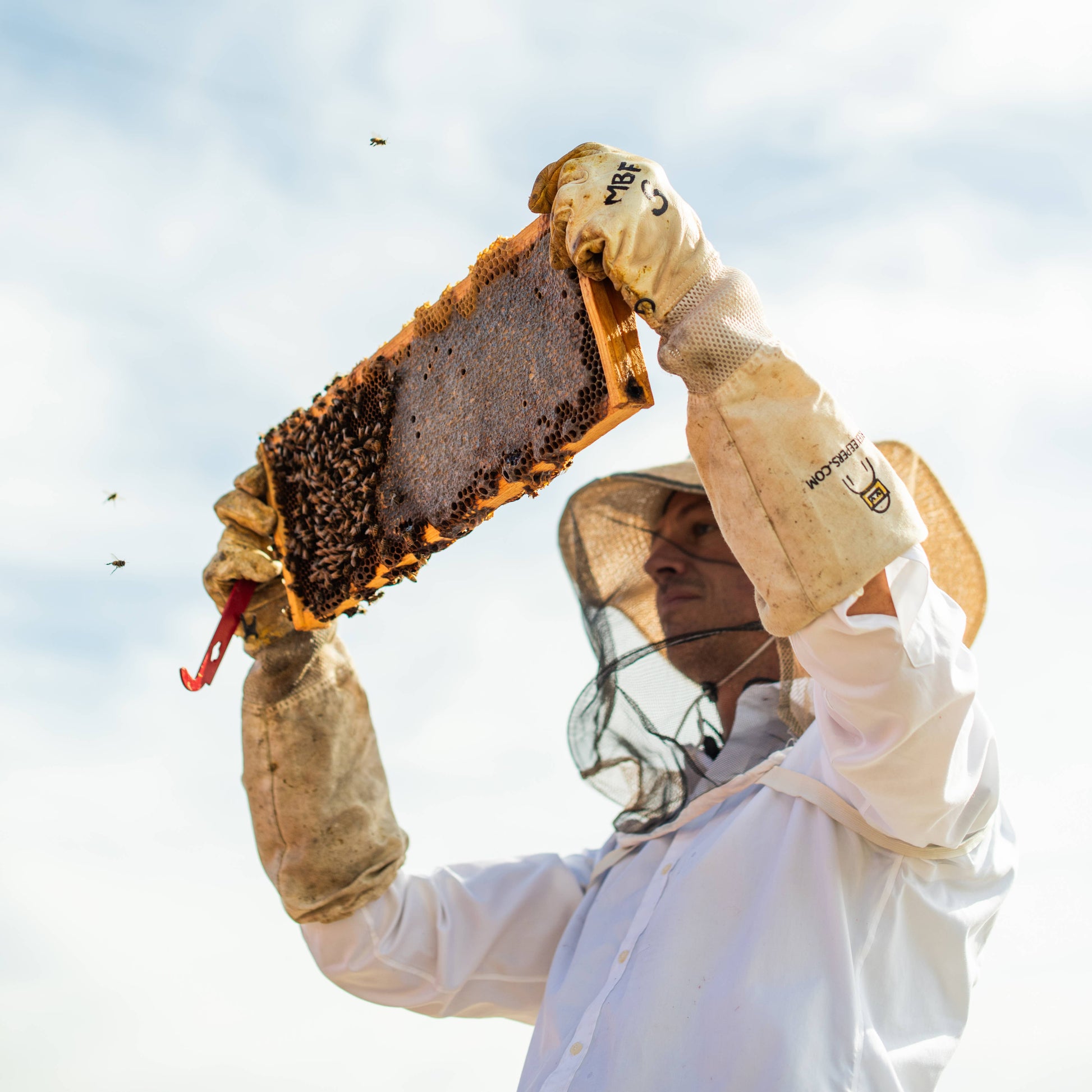 Beard Oil - Fresh Timber - Cedarwood and Bergamot Messner Bee Farm