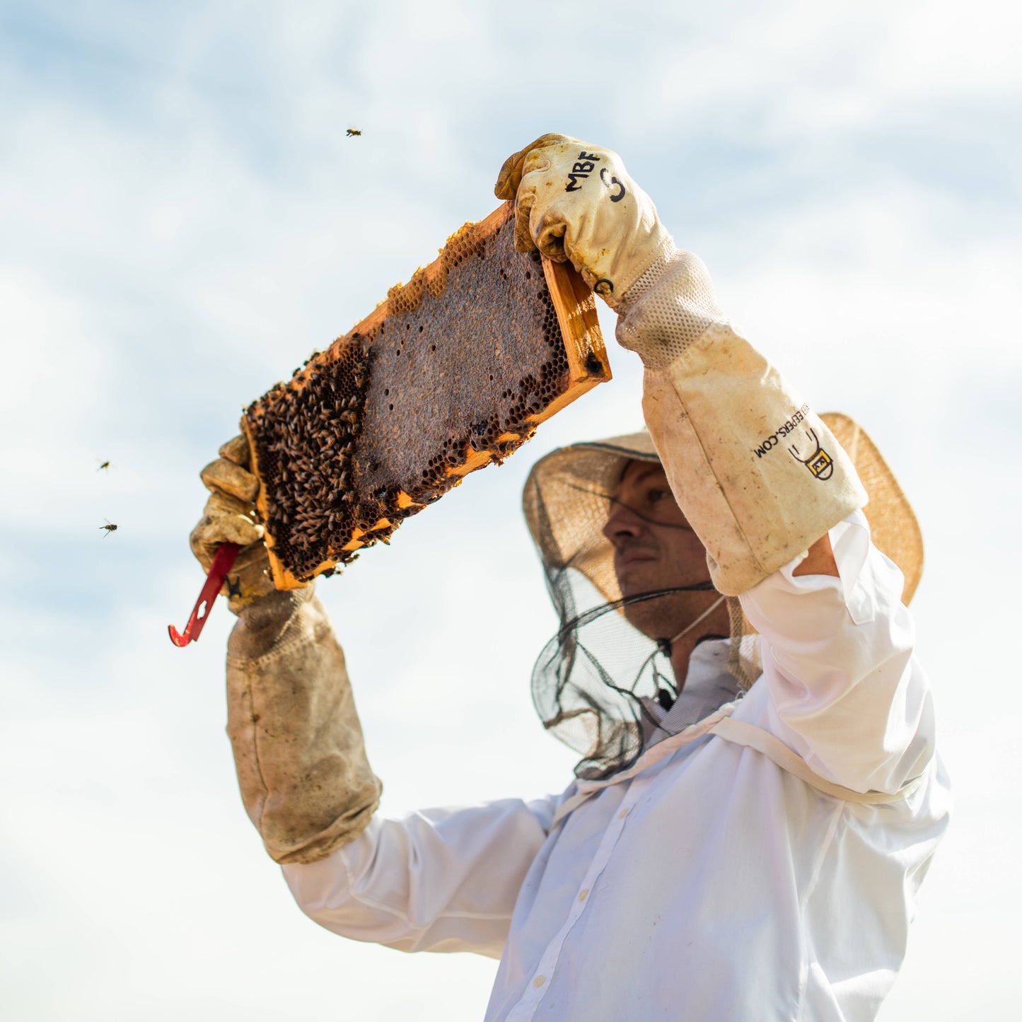 Raw Honey/ 12oz / Kansas City Honey Messner Bee Farm