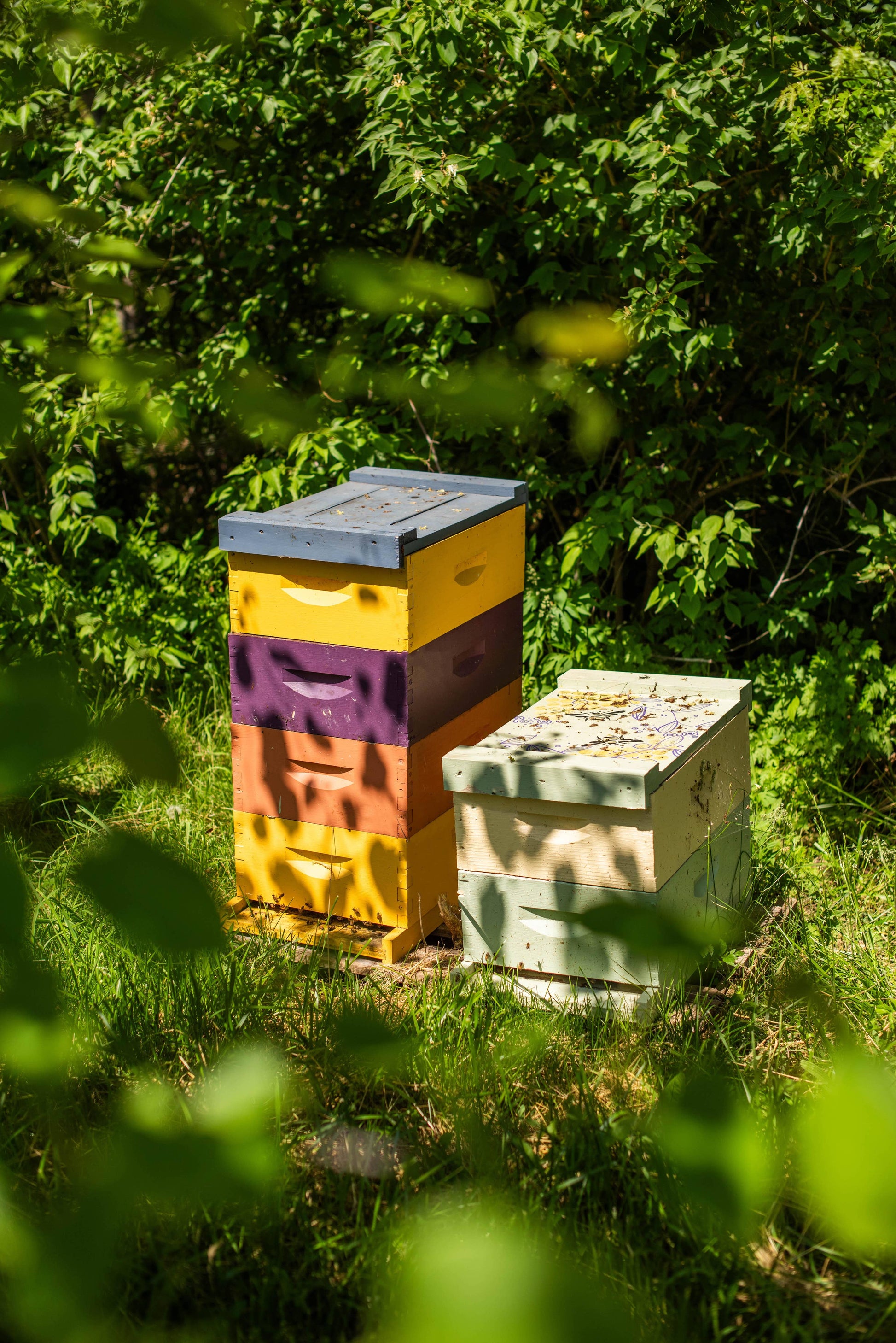 Raw Honey/ 12oz / Kansas City Honey Messner Bee Farm