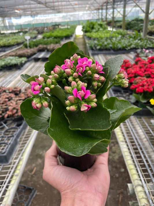 Kalanchoe Pink - 4" Pot