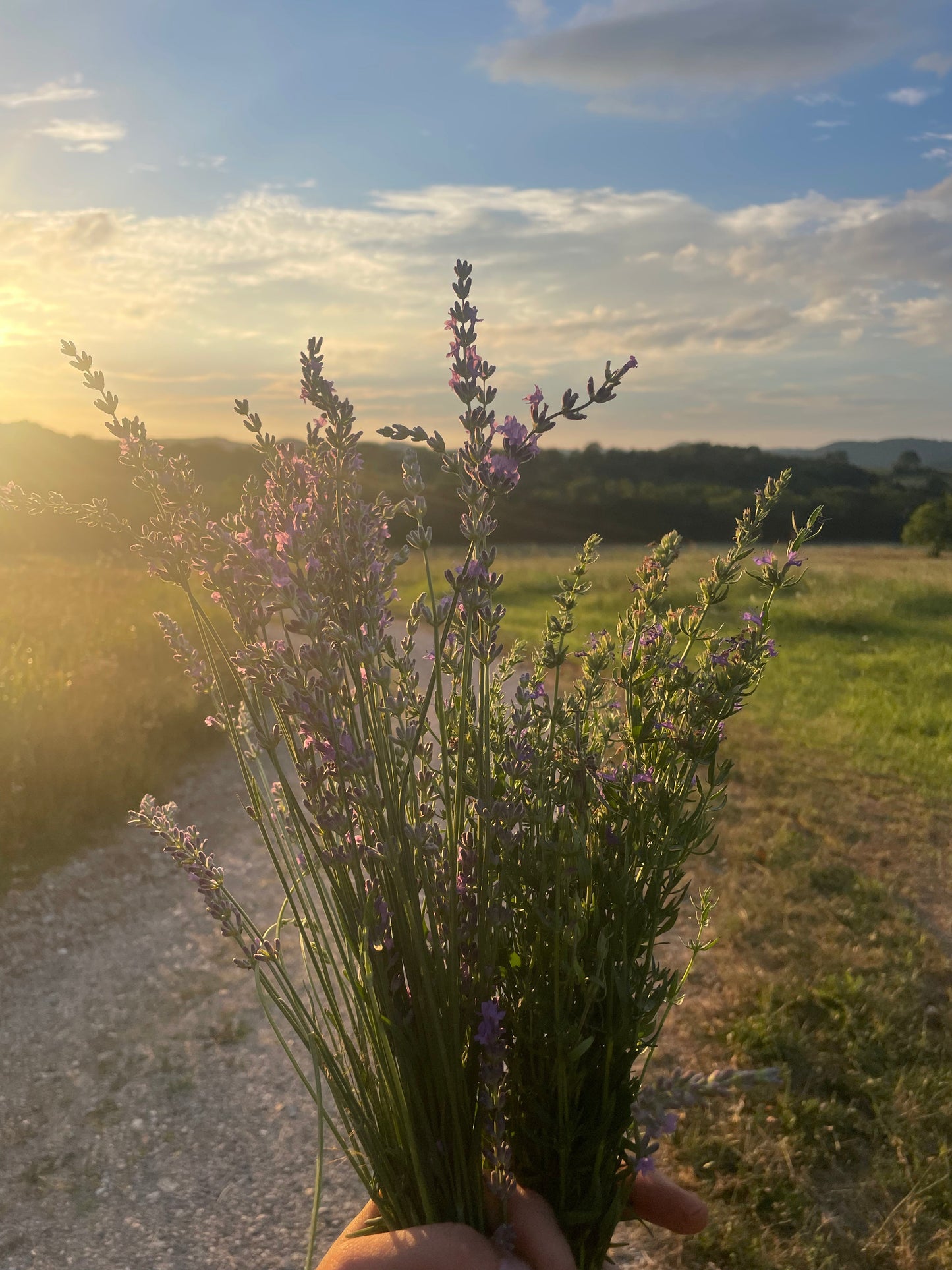 Herbs - Fresh and Dried Harvick Farms