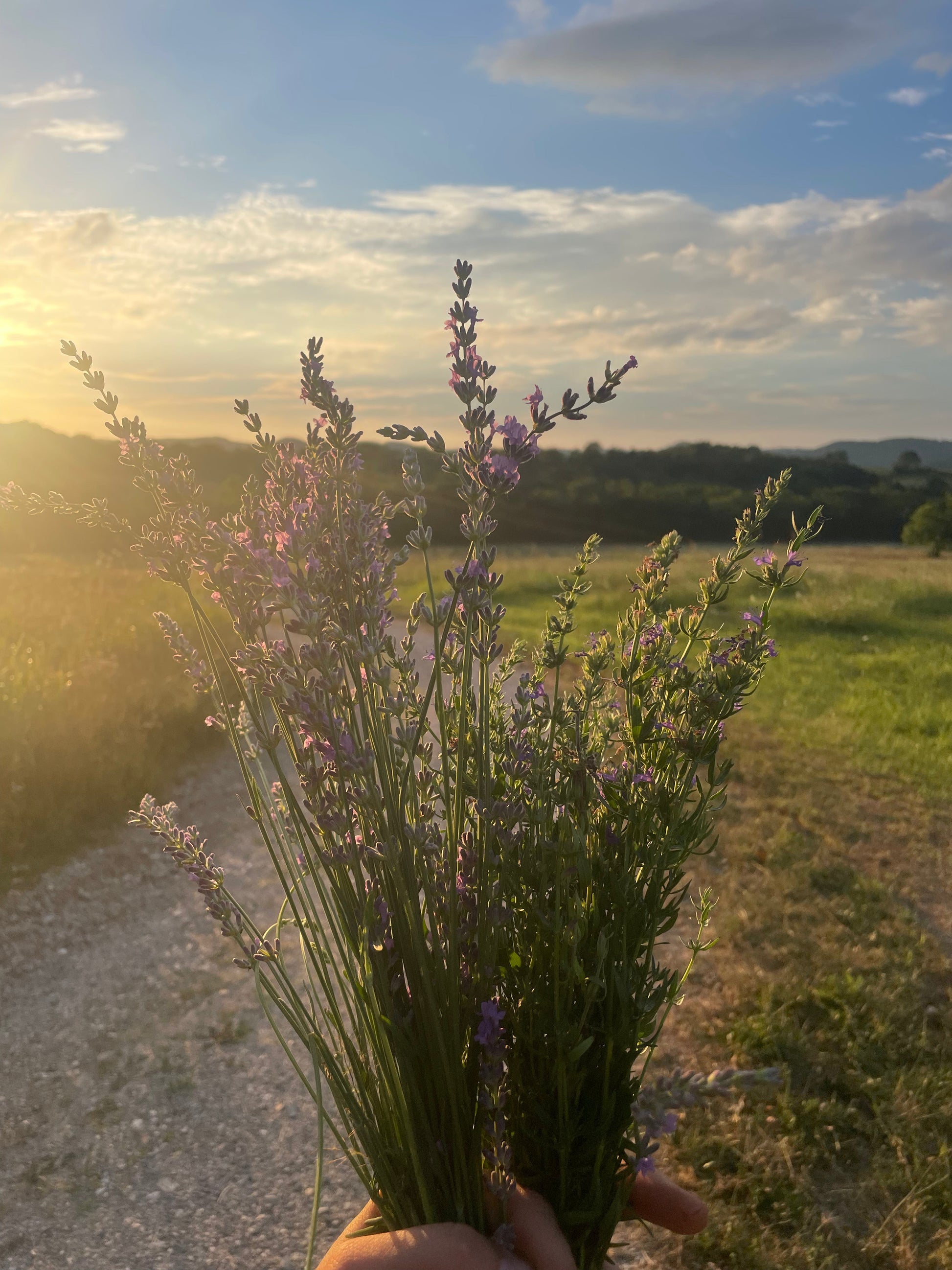 Herbs - Fresh and Dried Harvick Farms