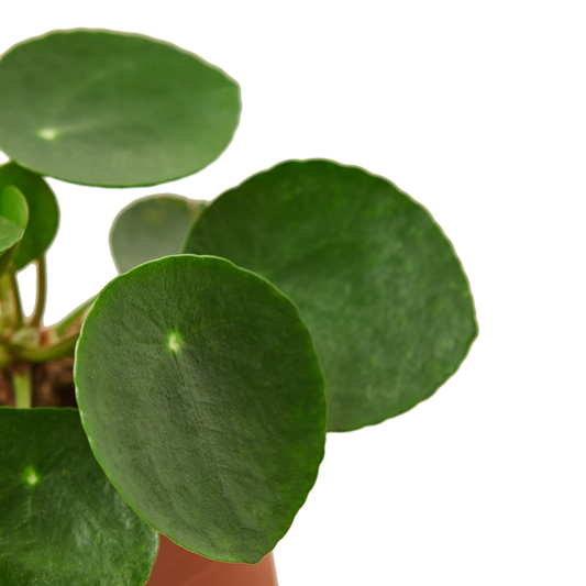 PILEA PEPEROMIODES 4-inch