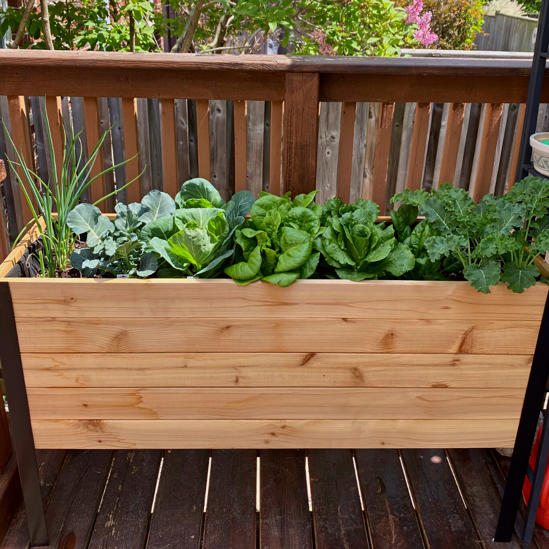18″ x 48″ Deep Root Raised Garden Bed - 30″ TALL - Select Grade - Harvick Farms 