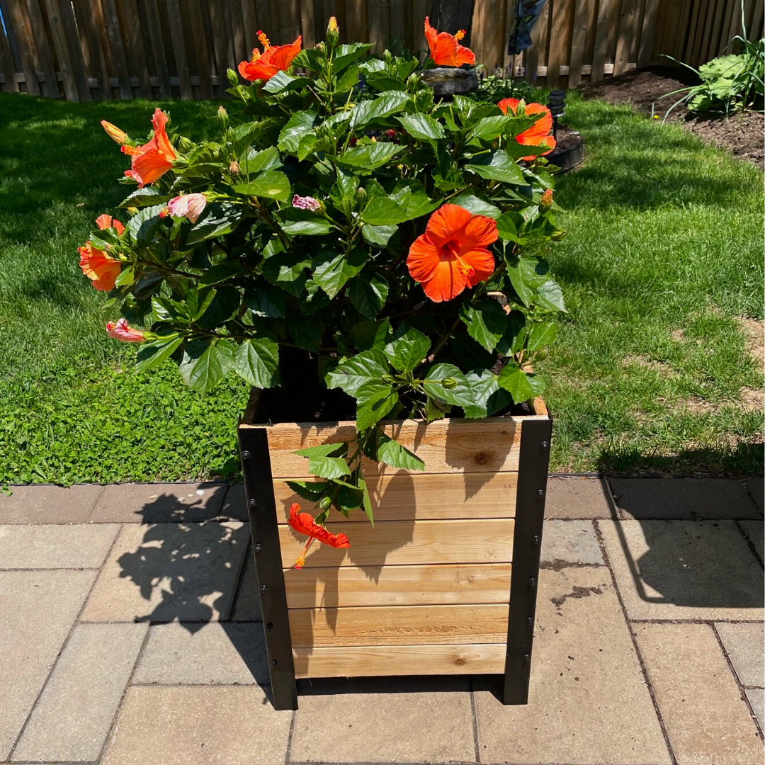 18″ x 18″ Planter Box - 24" TALL / Select Grade - Harvick Farms 