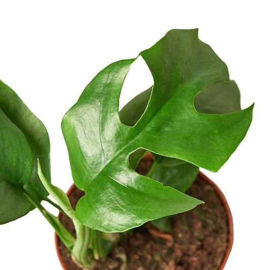 MONSTERA MINIMA 6-inch