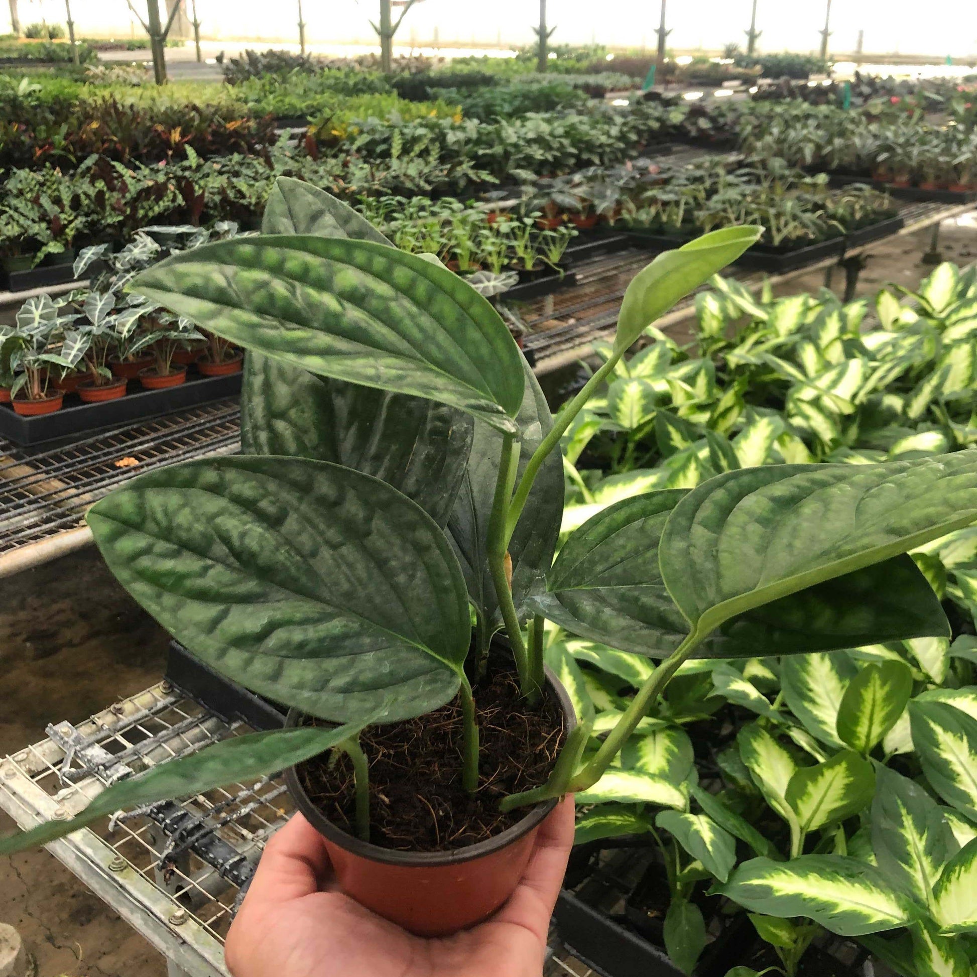 4 inch monstera MONSTERA PERU 4-inch – Harvick Farms